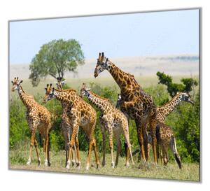 Ochranná deska stádo žiraf - 50x70cm / S lepením na zeď