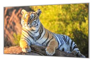 Ochranná deska zlatý tygr na kameni - 52x60cm / S lepením na zeď