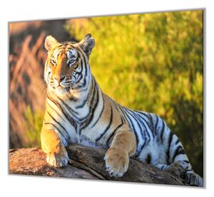 Ochranná deska zlatý tygr na kameni - 40x60cm / Bez lepení na zeď