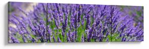 Obraz - levandule (170x50 cm)