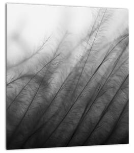 Obraz - Tráva ve větru (30x30 cm)