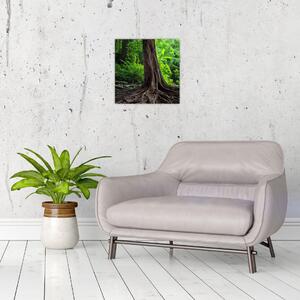 Obraz - Starý strom s kořeny (30x30 cm)