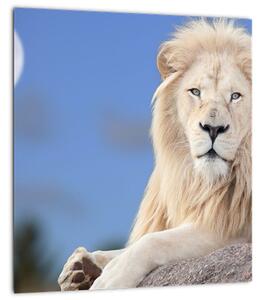 Obraz - Bílý lev (30x30 cm)