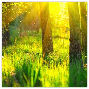 Obraz - Jarní probouzení lesa (30x30 cm)