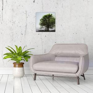 Obraz - Osamocený strom (30x30 cm)