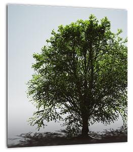 Obraz - Osamocený strom (30x30 cm)