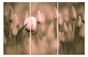 Obraz na plátně - Tulipán kvetoucí 101FB (90x60 cm )