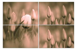 Obraz na plátně - Tulipán kvetoucí 101FE (120x80 cm)