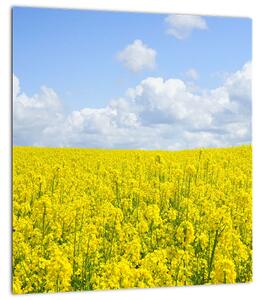 Obraz žlutého pole (30x30 cm)