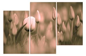 Obraz na plátně - Tulipán kvetoucí 101FD (120x80 cm)