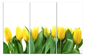 Obraz na plátně - Žluté tulipány 103B (150x100 cm)