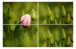 Obraz na plátně - Růžový tulipán kvetoucí 101E (90x60 cm)