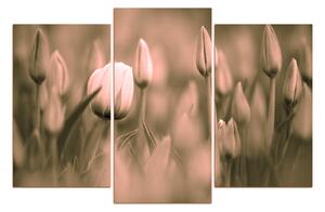 Obraz na plátně - Tulipán kvetoucí 101FC (105x70 cm)