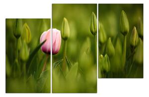 Obraz na plátně - Růžový tulipán kvetoucí 101D (90x60 cm)