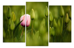 Obraz na plátně - Růžový tulipán kvetoucí 101C (105x70 cm)