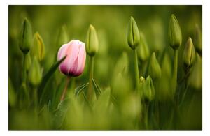 Obraz na plátně - Růžový tulipán kvetoucí 101A (100x70 cm)