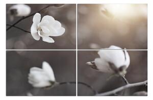 Obraz na plátně - Krásná bílá magnolia . 102FC (120x80 cm)