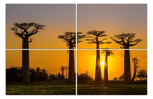 Obraz na plátně - Baobaby 105C (150x100 cm)