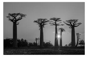 Obraz na plátně - Baobaby. 105ČA (75x50 cm)