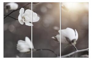 Obraz na plátně - Krásná bílá magnolia . 102FB (90x60 cm )