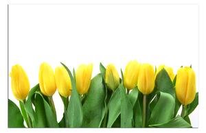 Obraz na plátně - Žluté tulipány 103A (90x60 cm )