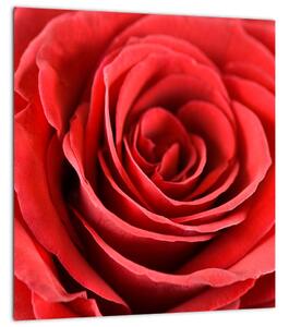 Obraz květu růže (30x30 cm)