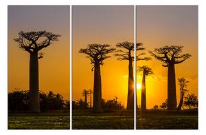 Slika na platnu - Baobabi 105B (90x60 cm )