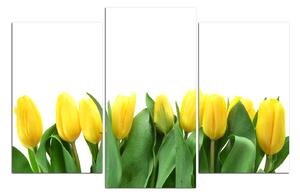 Obraz na plátně - Žluté tulipány 103C (120x80 cm)
