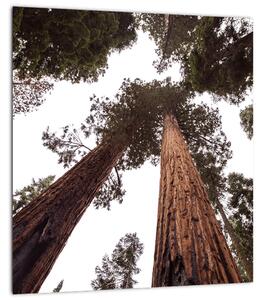 Obraz - Pohled skrz koruny stromů (30x30 cm)