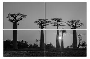 Obraz na plátně - Baobaby. 105ČC (150x100 cm)