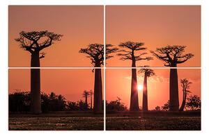 Obraz na plátně - Baobaby... 105FC (90x60 cm)