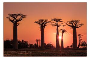 Obraz na plátně - Baobaby... 105FA (60x40 cm)