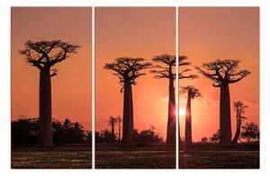 Obraz na plátně - Baobaby... 105FB (90x60 cm )
