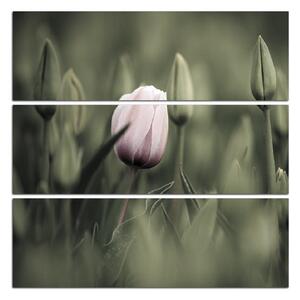 Obraz na plátně - Růžový tulipán kvetoucí - čtverec 301FC (75x75 cm)