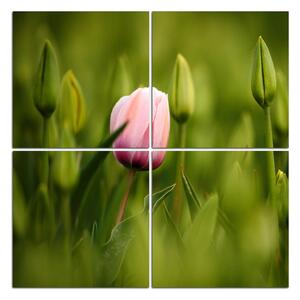 Obraz na plátně - Růžový kvetoucí tulipán - čtverec 301D (60x60 cm)