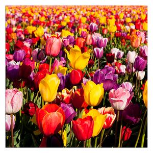 Obraz na plátně - Pole tulipánu - čtverec 304A (50x50 cm)
