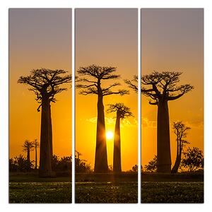 Obraz na plátně - Baobaby při západu slunce - čtverec 305B (75x75 cm)