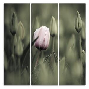 Obraz na plátně - Růžový kvetoucí tulipán - čtverec... 301FB (75x75 cm)