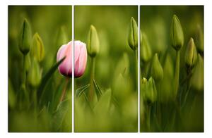 Obraz na plátně - Růžový tulipán kvetoucí 101B (150x100 cm)