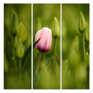 Obraz na plátně - Růžový kvetoucí tulipán - čtverec 301B (75x75 cm)