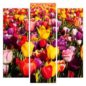 Obraz na plátně - Pole tulipánu - čtverec 304C (75x75 cm)