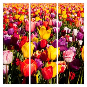 Obraz na plátně - Pole tulipánu - čtverec 304B (105x105 cm)