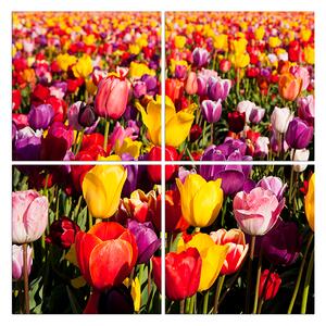 Obraz na plátně - Pole tulipánu - čtverec 304D (60x60 cm)