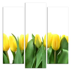 Obraz na plátně - Žluté tulipány - čtverec 303C (75x75 cm)