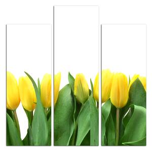 Obraz na plátně - Žluté tulipány - čtverec 303D (75x75 cm)
