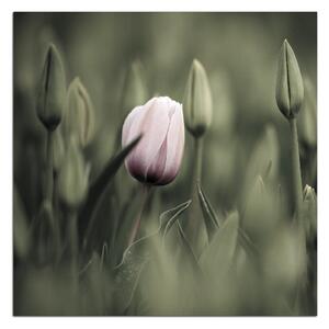 Obraz na plátně - Růžový kvetoucí tulipán - čtverec... 301FA (50x50 cm)