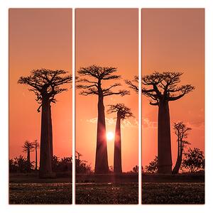 Obraz na plátně - Baobaby při západu slunce - čtverec... 305FB (75x75 cm)