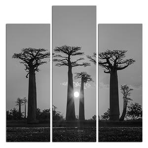 Obraz na plátně - Baobaby při západu slunce - čtverec. 305ČC (75x75 cm)
