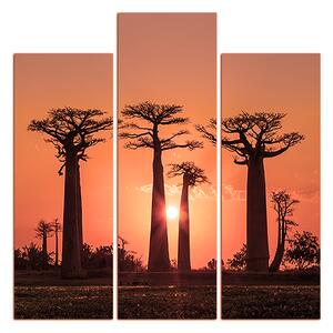 Obraz na plátně - Baobaby při západu slunce - čtverec... 305FC (105x105 cm)