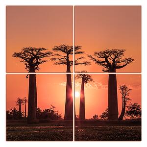 Obraz na plátně - Baobaby při západu slunce - čtverec... 305FD (60x60 cm)